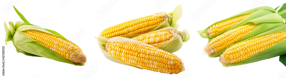 Farm corn. Corn close-up. Three corn. Isolated on a transparent background. KI. Farm corn. Corn close-up. Three corn. Isolated on a transparent background. KI.