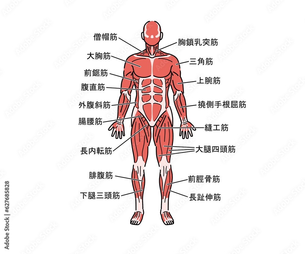 筋肉の解剖 Stock Illustration | Adobe Stock