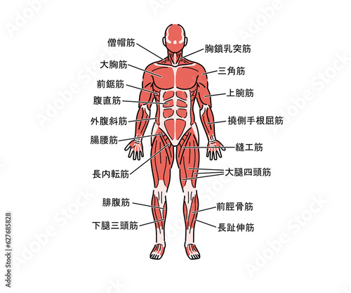 筋肉の解剖