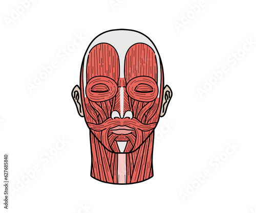 顔の筋肉解剖（文字なし） photo