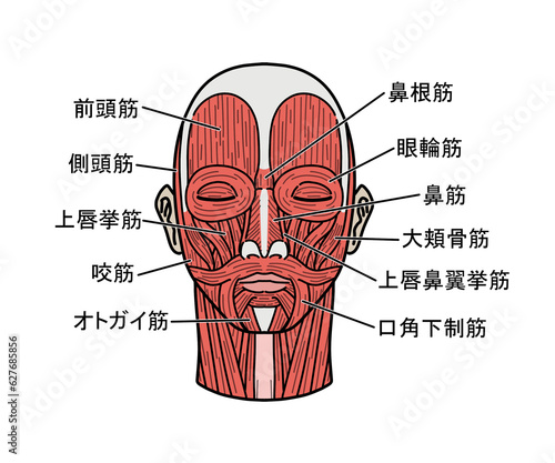 顔の筋肉解剖 photo