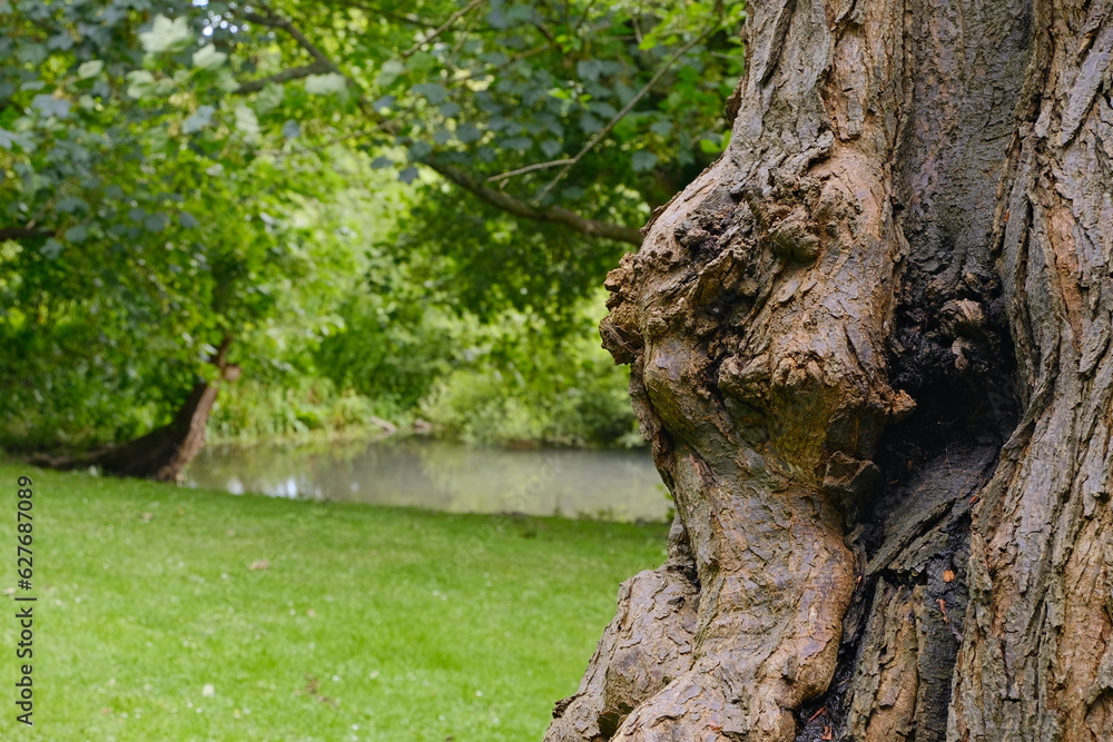 View of Beautiful lake in the summer time with plentiful trees surrounding it  at Kearsney Abbey Gardens