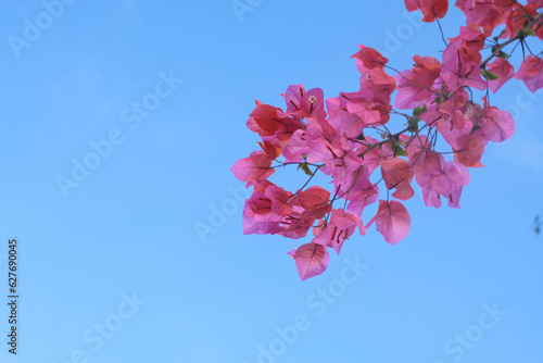 The Beauty of Bougainvillea. is a genus of thorny ornamental vines, bushes, and trees belonging to the four o' clock family