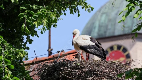 White Stork, Ciconia ciconia with small babies on the nest in Oettingen, Swabia, Bavaria, Germany in Europe. Ciconia ciconia is a bird in the stork family Ciconiidae.Its plumage is mainly white