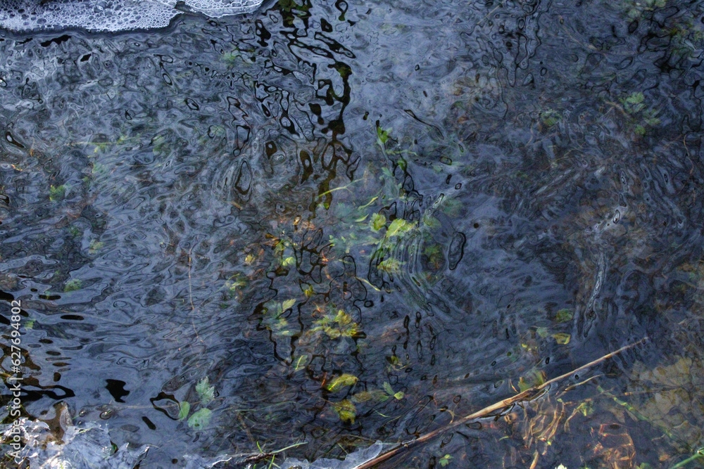 Sunlight on pond grass in a stream of water Sunlight on pond grass in a stream of water