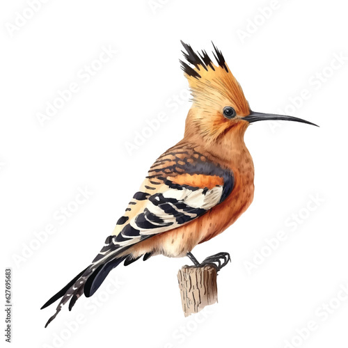 Hoopoe bird vector ilustration 