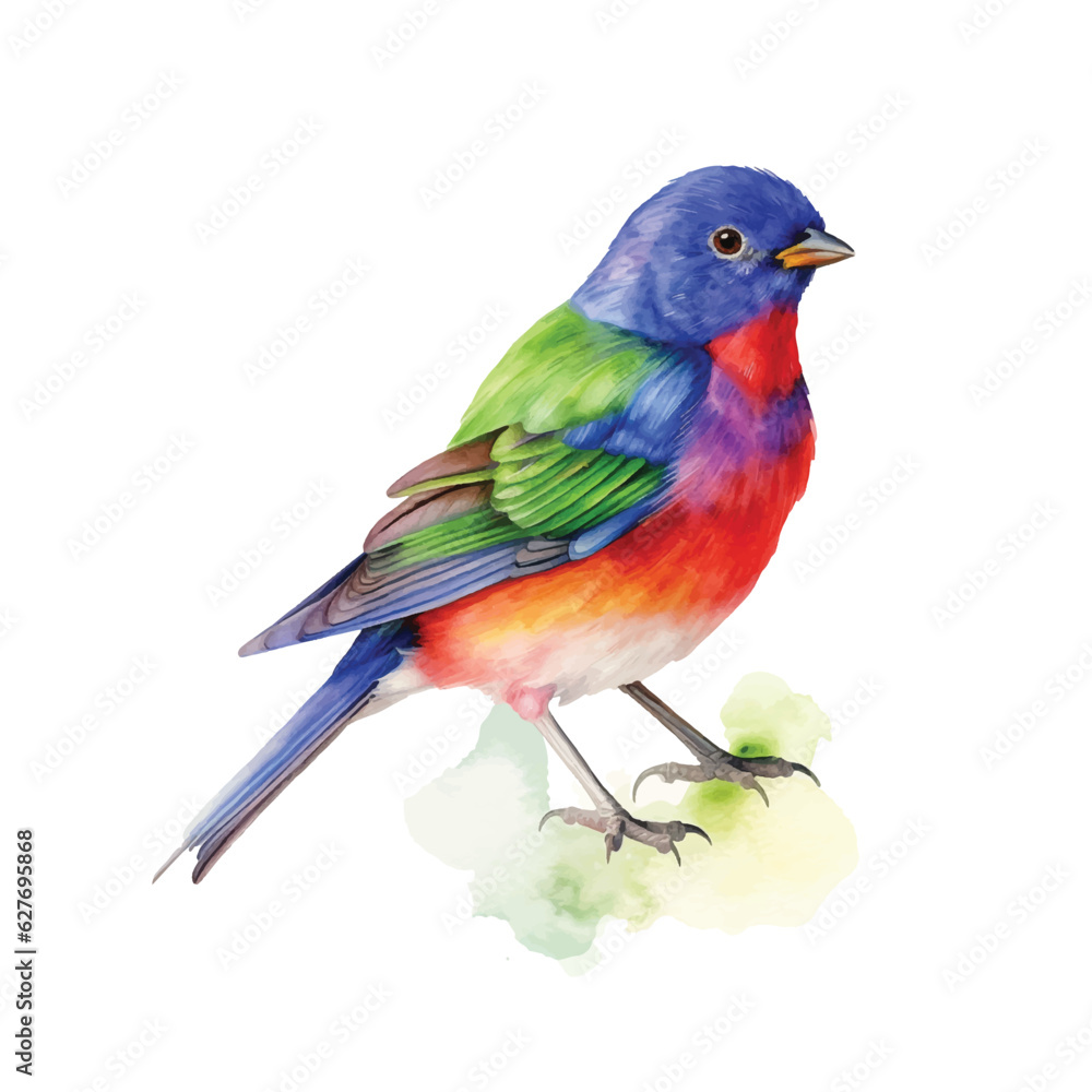 Fototapeta premium Painted Bunting watercolor paint