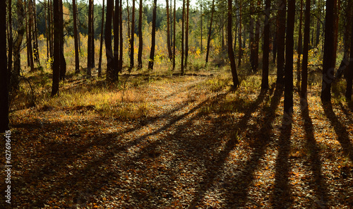 Photos Shadows from trees and sunlight on the undergrowth in the autumn forest