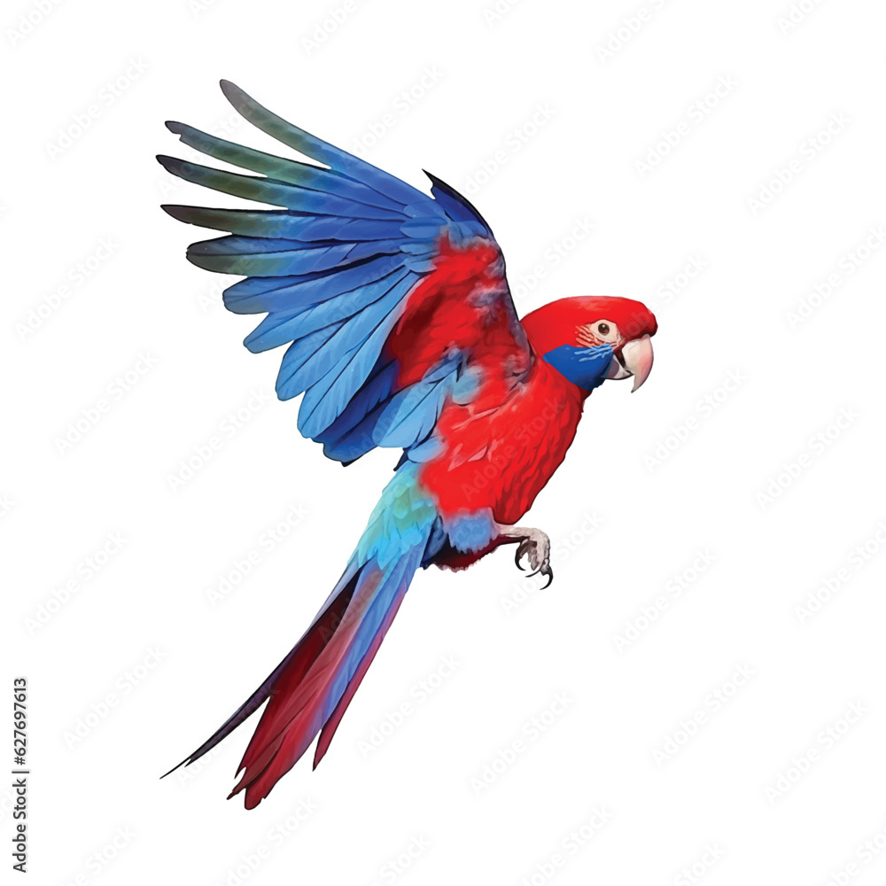 Obraz premium Crimson Rosella watercolor paint 