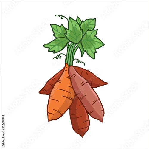 vector illustration of sweet potato as a fresh plantation produce on white background, can be used as banner, poster or template
