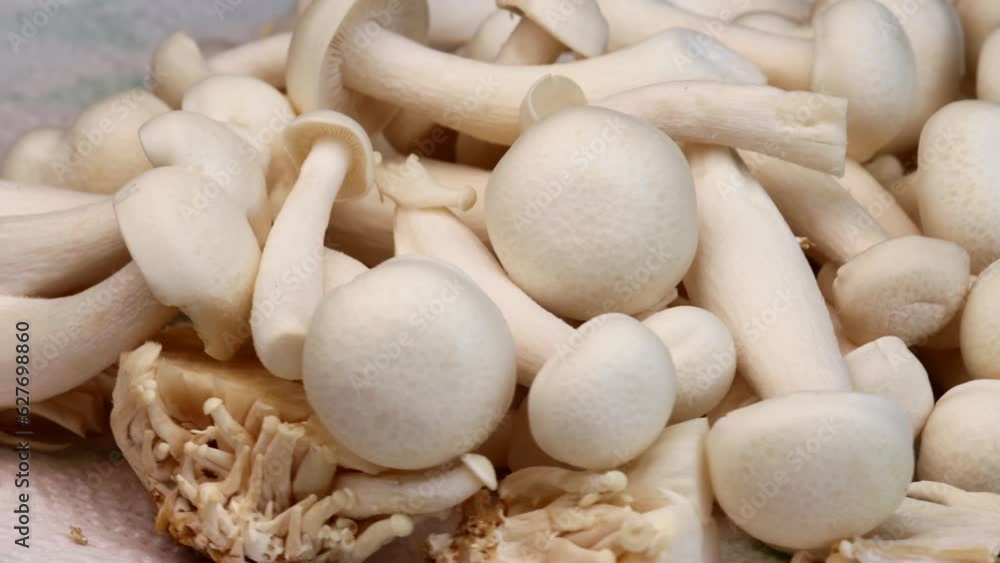 White shimeni mushrooms, rotation in circle. fresh mushrooms, Turning. selective focus. mushroom season background White shimeni mushrooms, rotation in circle. fresh mushrooms, Turning. selective focus. mushroom season background
