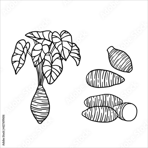 taro vector illustration as a fresh plantation product on a  black skecth and  white background, can be used as a banner, poster or template