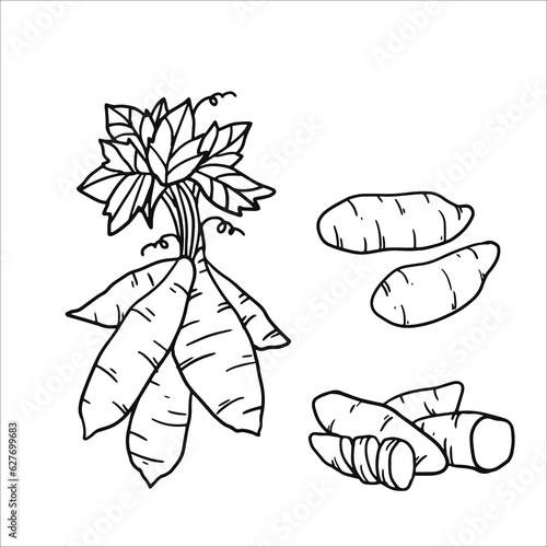 vector illustration of  sweet potato set as a fresh plantation produce on black sketch and white background, can be used as banner, poster or template