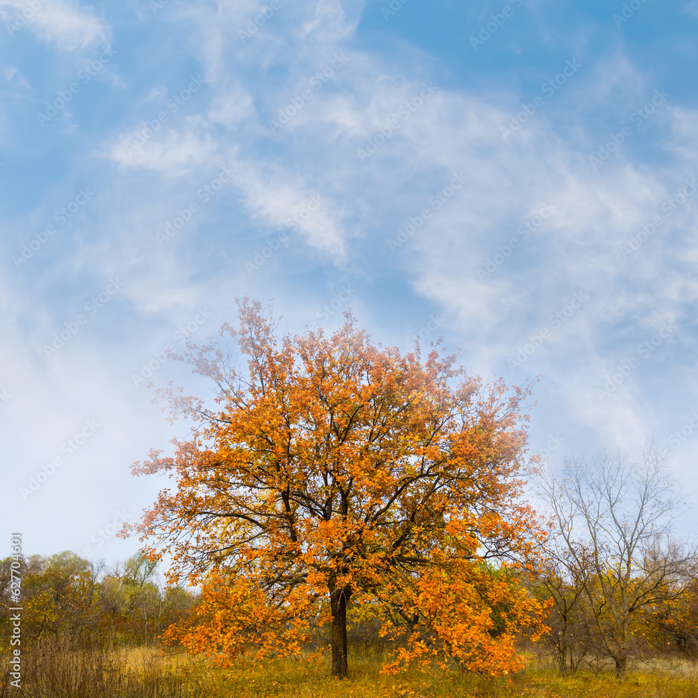 alone red dry oak tree on forest glade alone red dry oak tree on forest glade