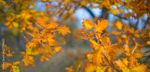 closeup red dry oak tree in forest, beautiful autumn background