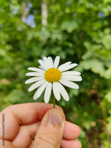 close up f hand holding white daisy flower against green background