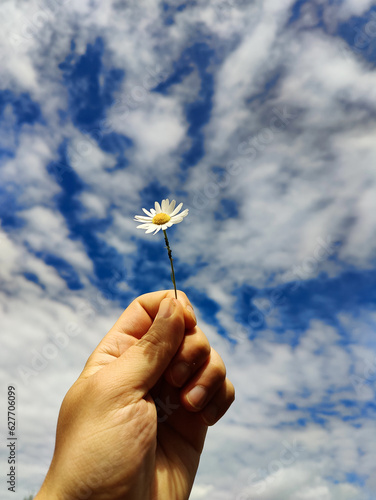 a close up f hand holding white daisy flower against blue sky with clouds