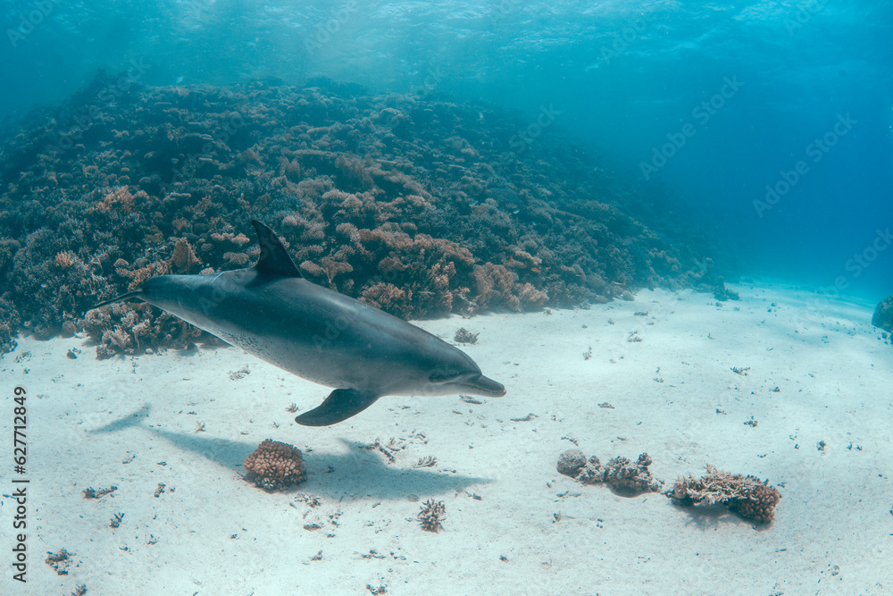 Fototapeta premium Dolphin swimming underwater in a Red Sea dive