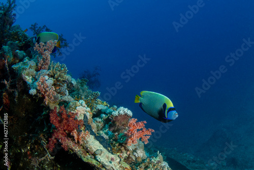 Emperor angelfish (Pomacanthus imperator) near the shipwreck