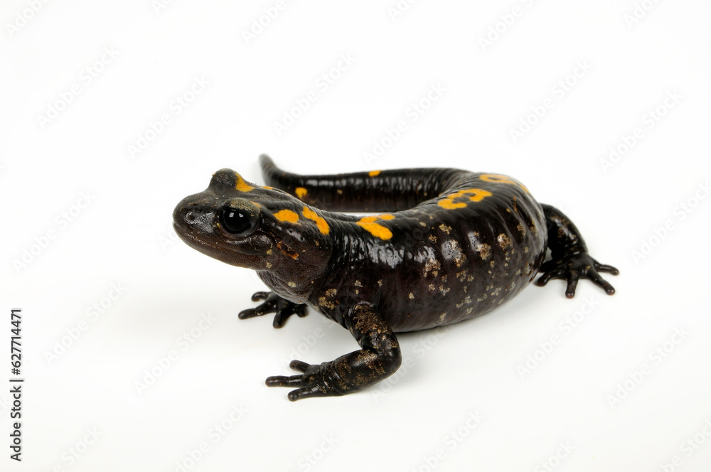 North African fire salamander // Nordafrikanischer Feuersalamander ...