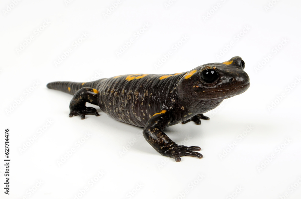 North African fire salamander // Nordafrikanischer Feuersalamander ...