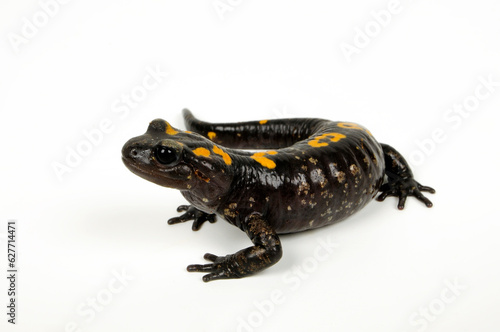 North African fire salamander // Nordafrikanischer Feuersalamander, Algerischer Feuersalamander (Salamandra algira) - Morocco // Marokko 