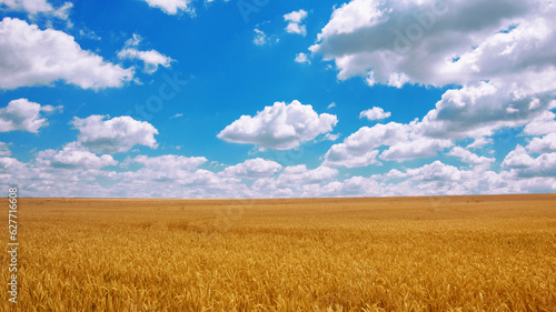 Golden wheat field under sunny blue sky