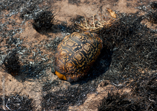 Shell Of Turtle Killed By A Bush Fire, Namibia photo