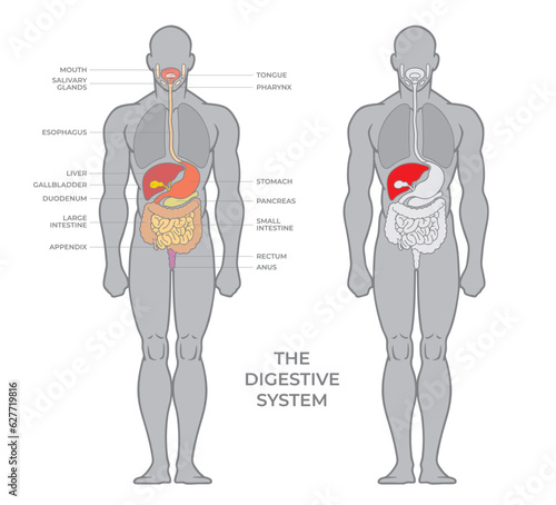 Anatomy of the human digestive organs with description. Anatomical scheme in flat style isolated on white background or infographics vector illustration