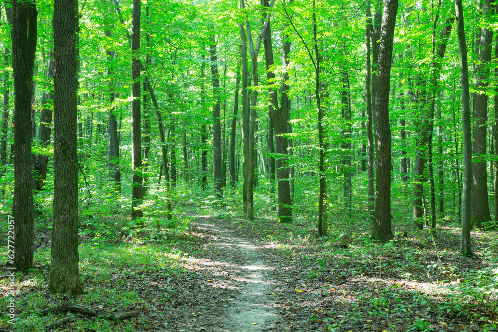 Fototapeta premium Path in green summer forest