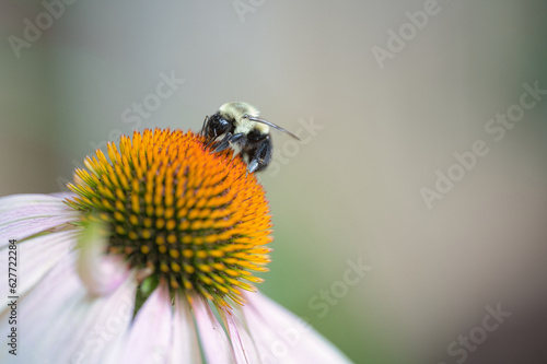 Eastern bumblebee on Echinacea