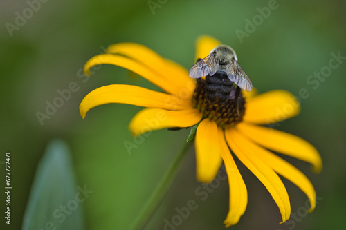 bee on yellow flower