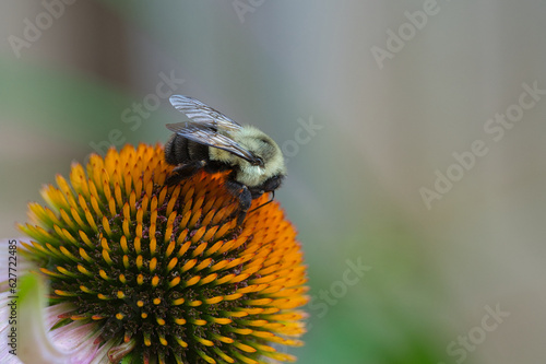 Eastern bumblebee on Echinacea