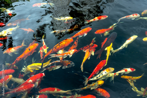 Koi fish floating in the pool  