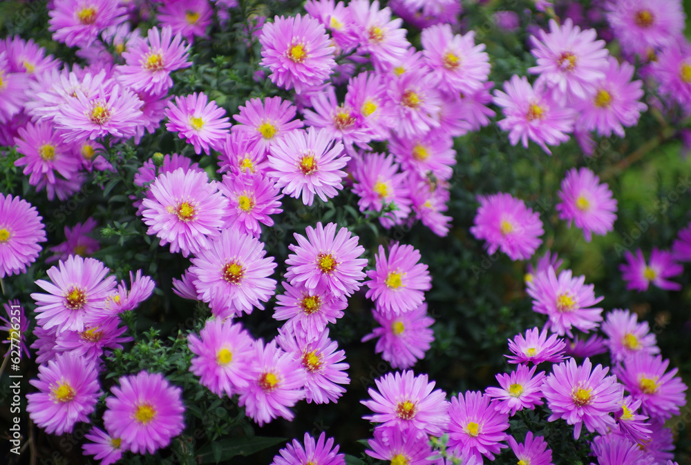 The beautiful of Chrysanthemum flowers The beautiful of Chrysanthemum flowers