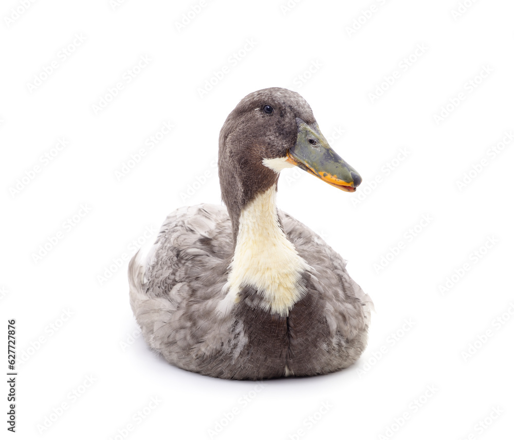Obraz premium One gray duck.