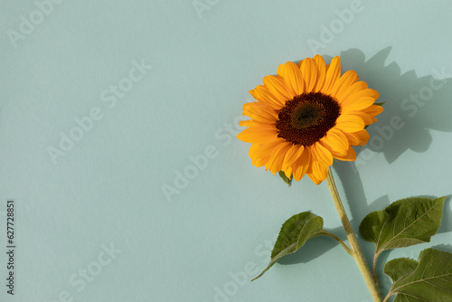 Beautiful yellow sunflower on blue turquoise background with aesthetic sunlight shadows. Minimalist autumn still life floral composition