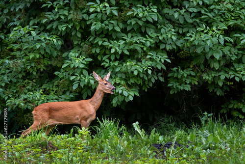 European Roe Deer - Capreolus capreolus, common deer from European forests, woodlands and meadows, White Carpathians, Czech Republic. © David