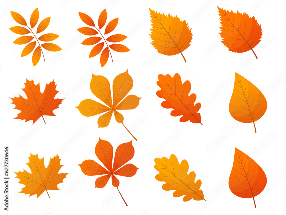 Autumn leaves collection isolated on white Autumn leaves collection isolated on white