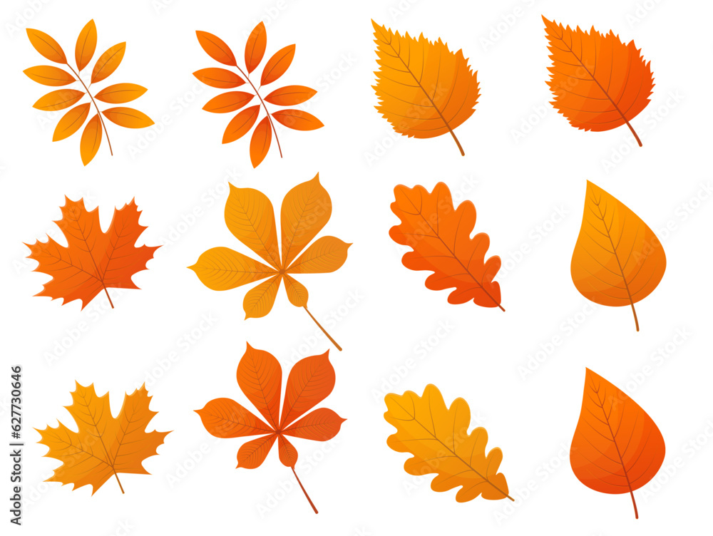 Autumn leaves collection isolated on white