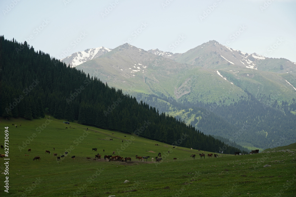 Horses and cows in mountains of Kyrgystan near Issyk Kul. Green valley. High quality photo