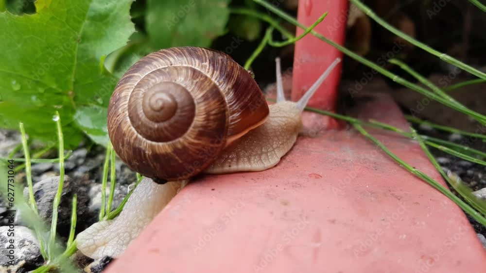 A large garden snail with a brown shell slowly crawls across the concrete A large garden snail with a brown shell slowly crawls across the concrete
