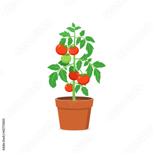 tomato plant pot with good quality and good design
