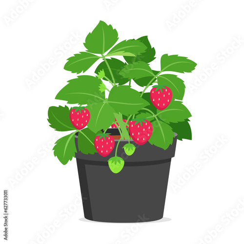 strawberry plant in pot with good quality and good design