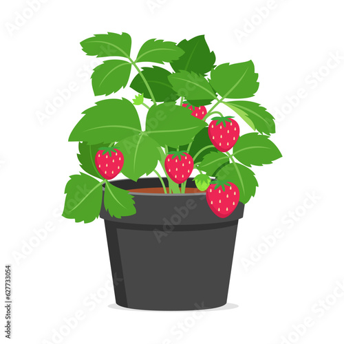 strawberry plant in pot with good quality and good design