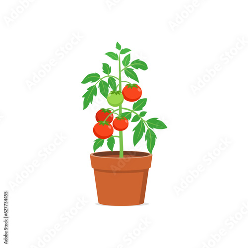tomato plant pot with good quality and good design