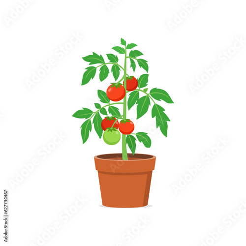 tomato plant pot with good quality and good design