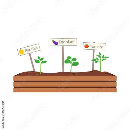 vegetable with good quality and good design