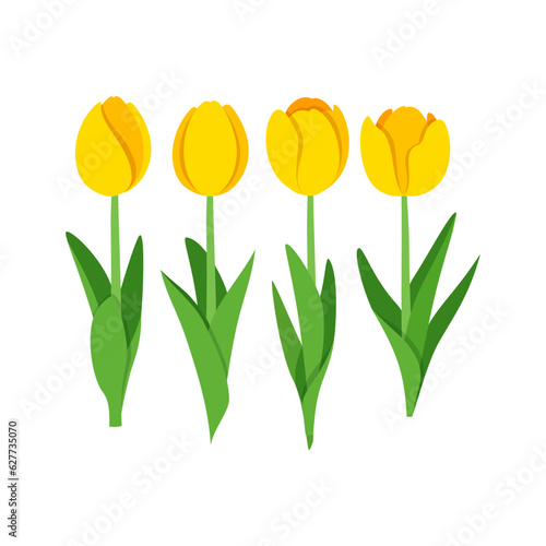 flower tulip with good quality and good design