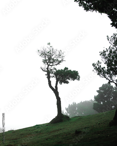 Foggy tree landscape of Fanal forest in Madeira